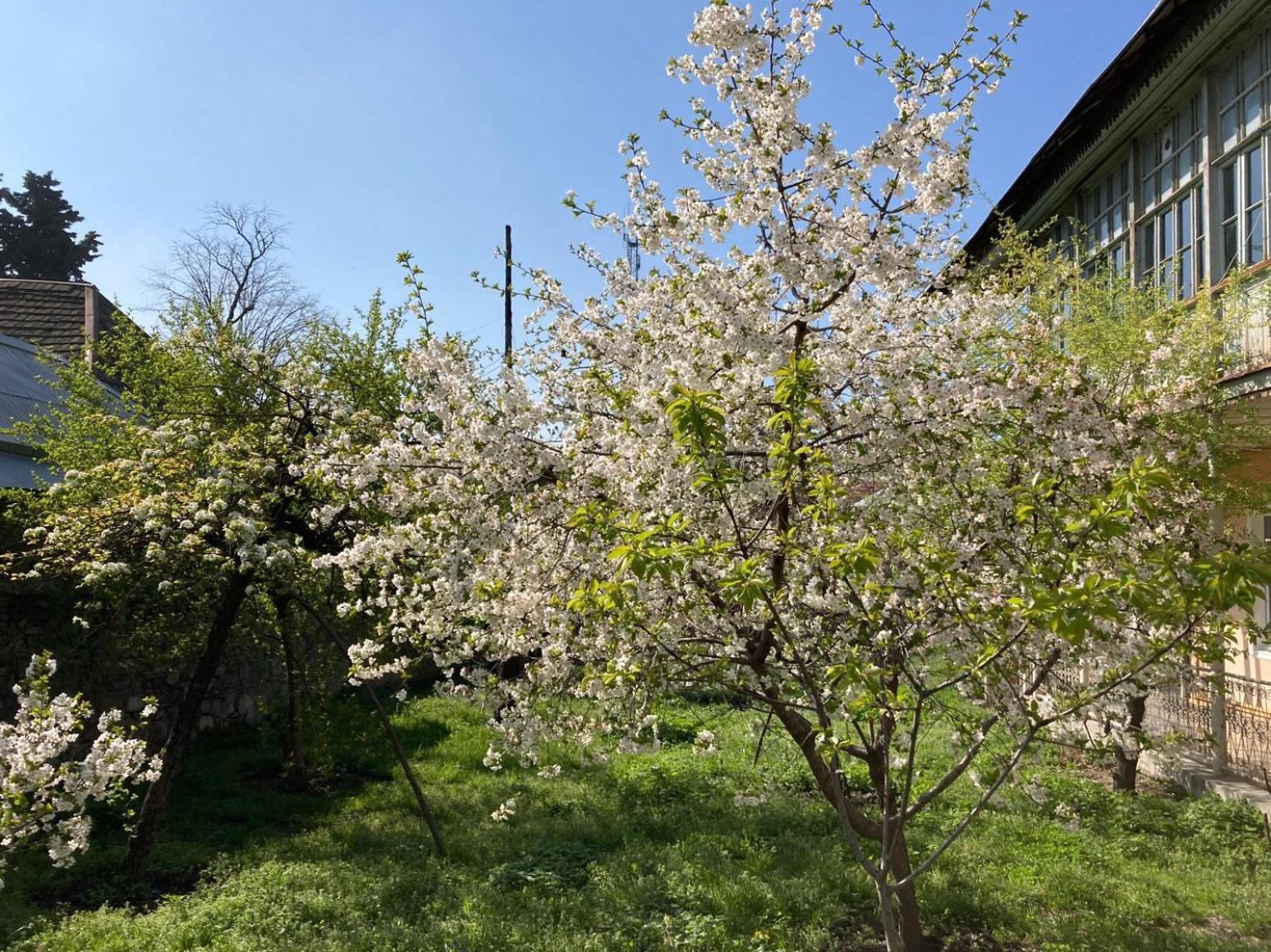 Nuray'S House Otel Şǝki Dış mekan fotoğraf